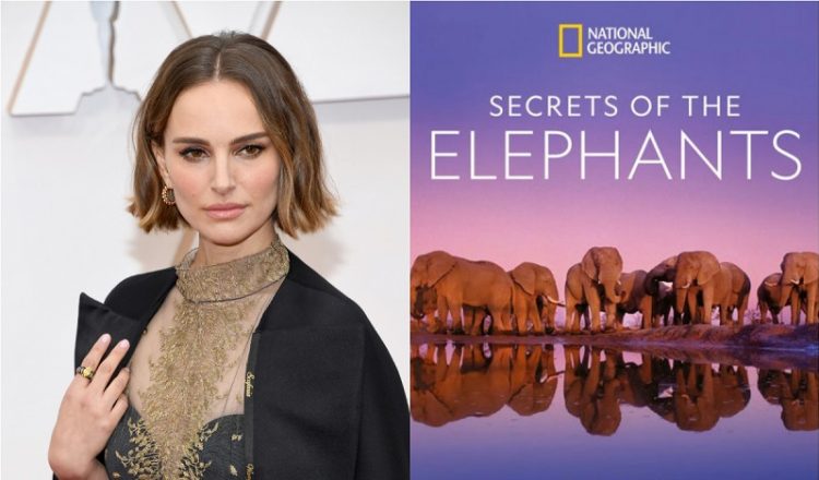 Secrets of the Elephants